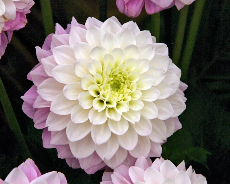 Dahlia sweet love