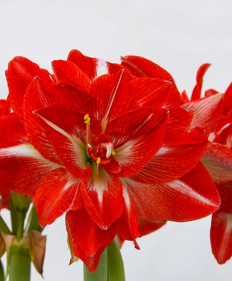 Hippeastrum double sunny nymph