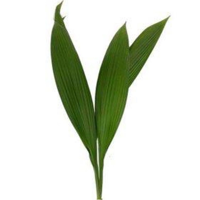 Blad Palm accordeon | Wholesale flowers, plants and supplies Blad Palm accordeon