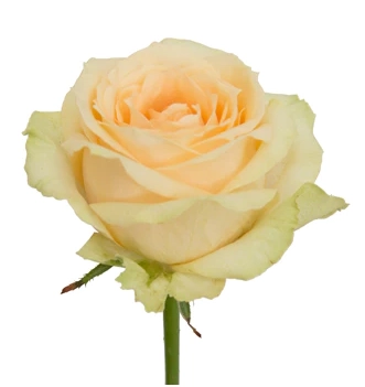 Rose magic avalanche+ | Wholesale flowers, plants and supplies Rose magic avalanche+