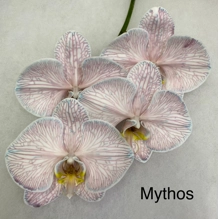 Phalaenopsis dyed mythos