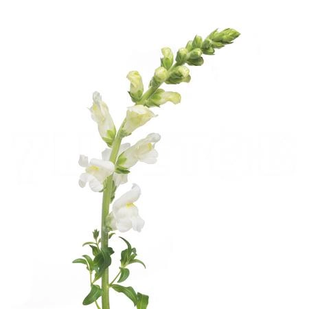 Antirrhinum potomac early white