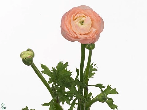 Ranunculus elegance pastel