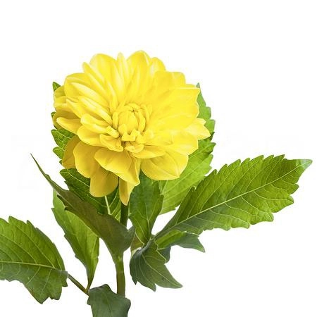 Dahlia sun lady | Wholesale flowers, plants and supplies Dahlia sun lady