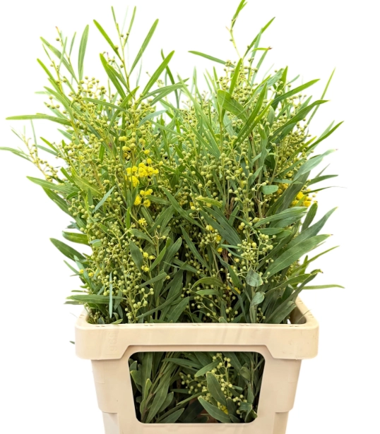 Mimosa retino