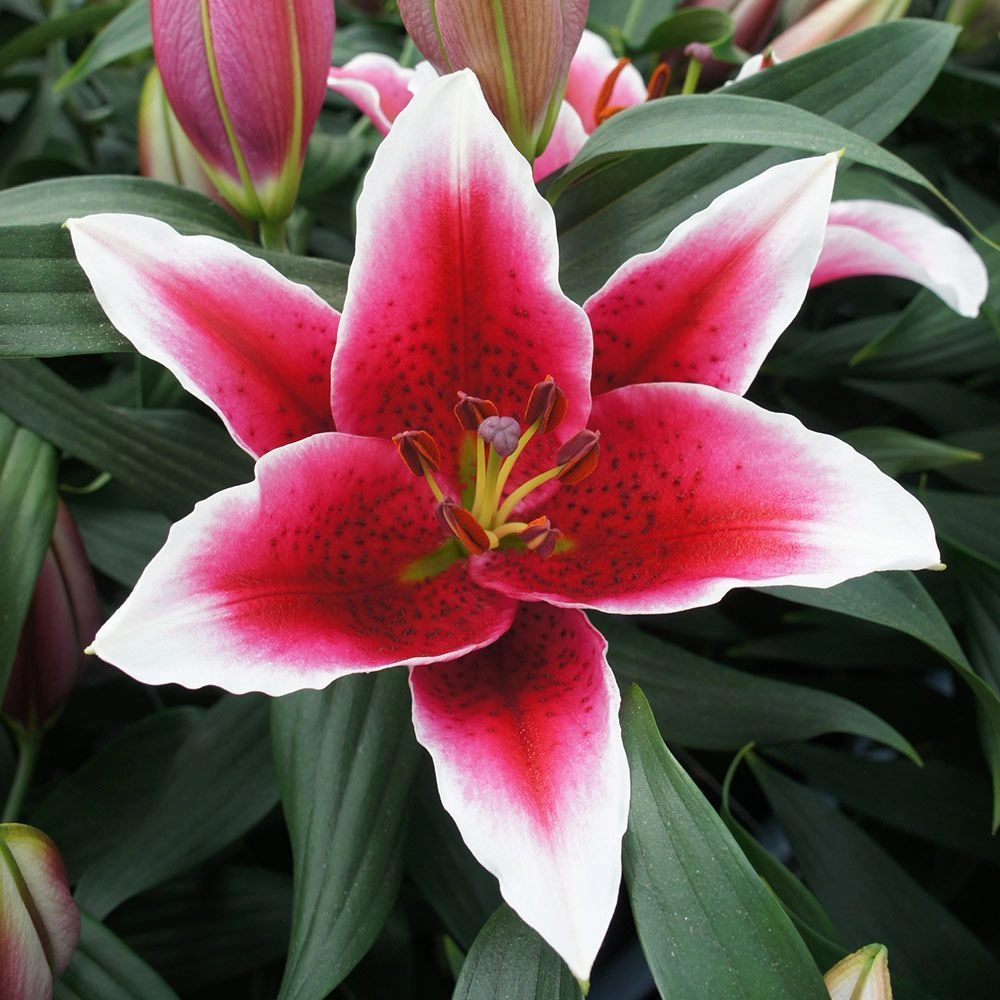 Lilium oriental king solomon