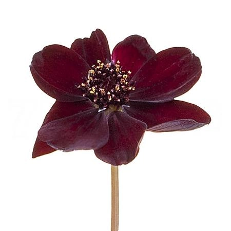 Cosmos black beauty