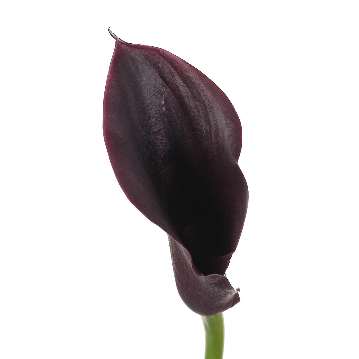 Zantedeschia cantor