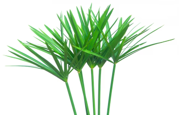 Cyperus