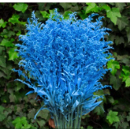 Solidago light blue | Wholesale flowers, plants and supplies Solidago light blue