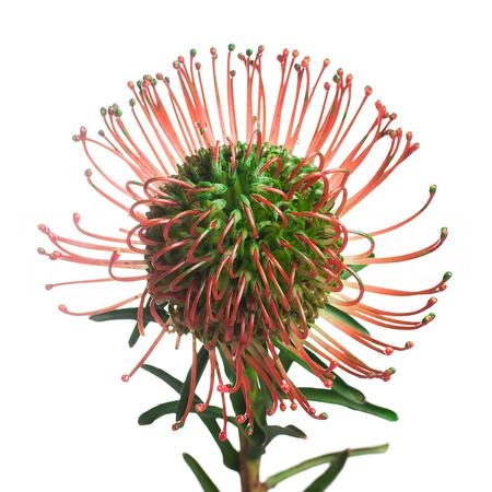 Leucospermum tinted green