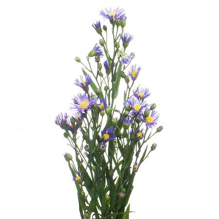 Aster casamare | Wholesale flowers, plants and supplies Aster casamare