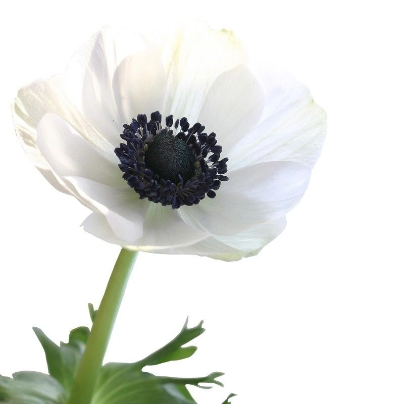 Anemone white