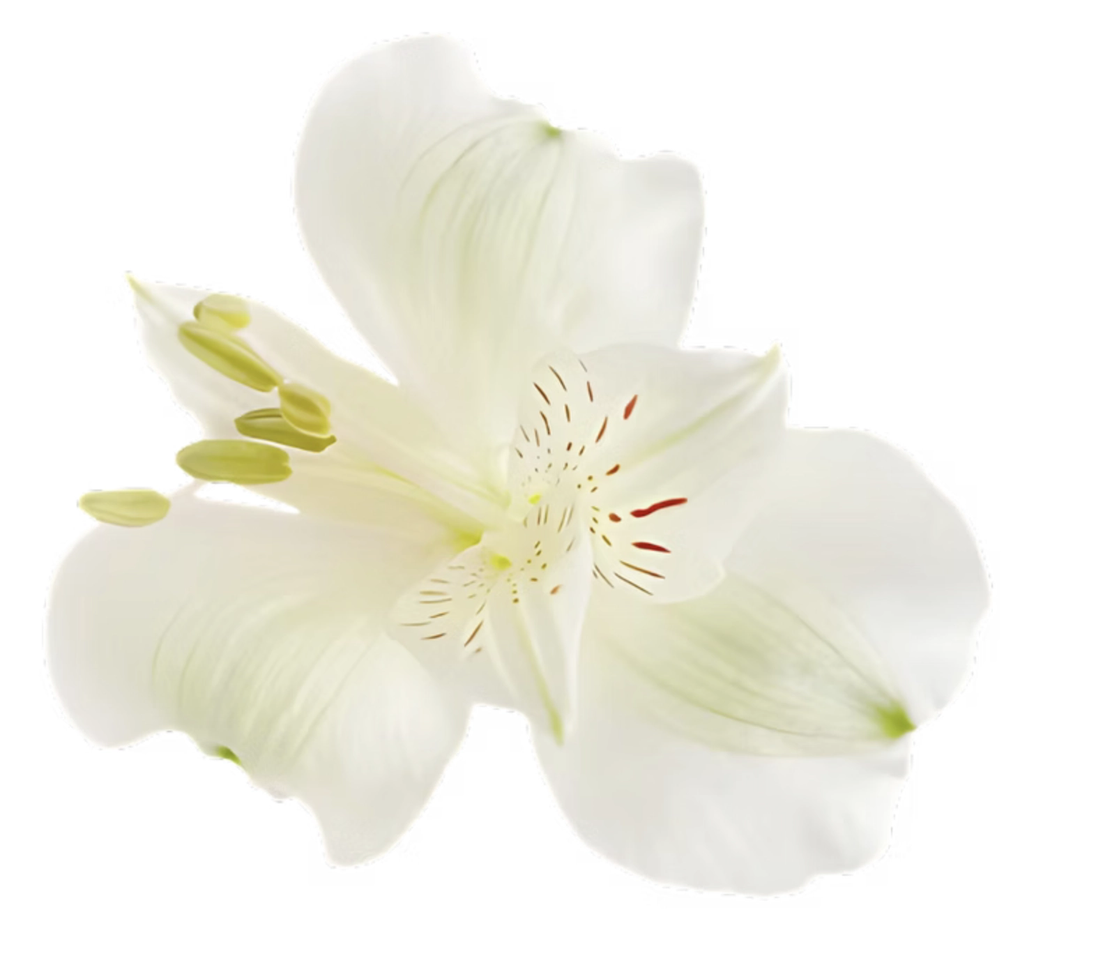 Alstroemeria super select whistler