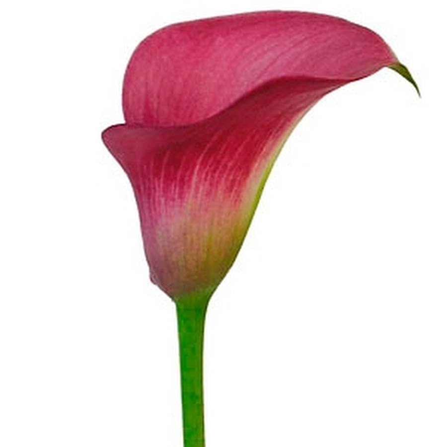 Zantedeschia claudia