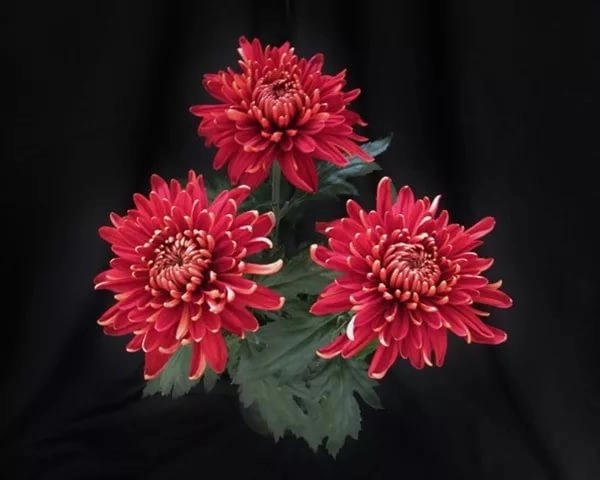 Chrysanthemum rosetta