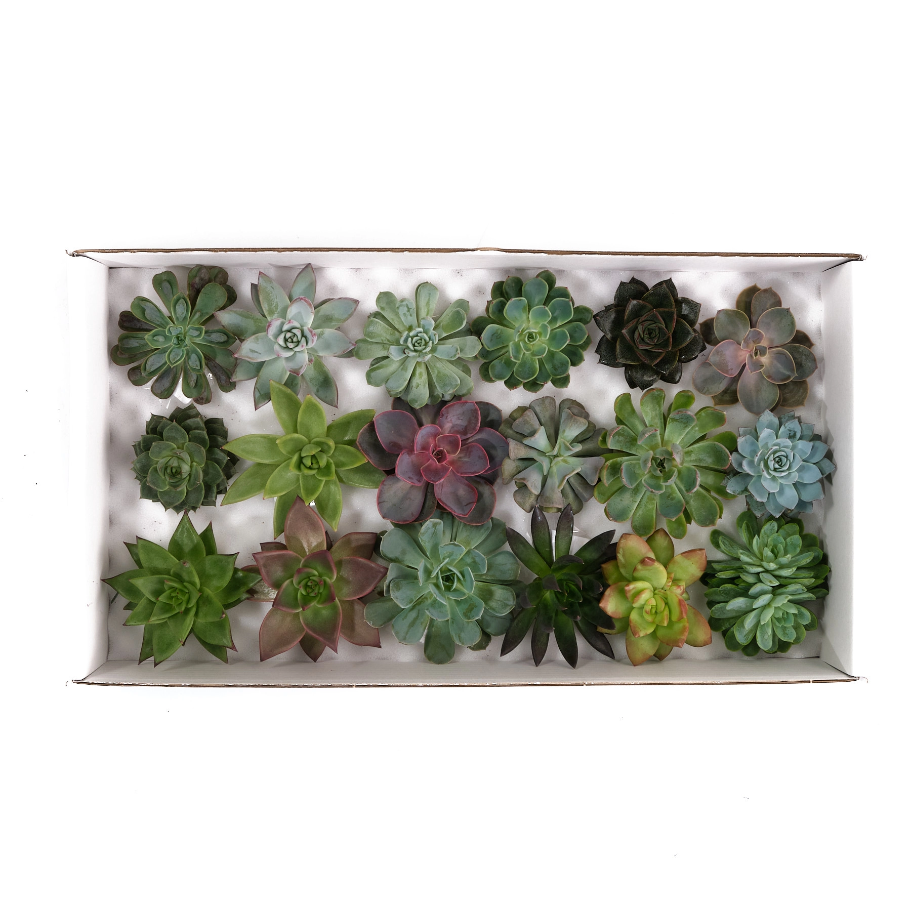 Echeveria mix