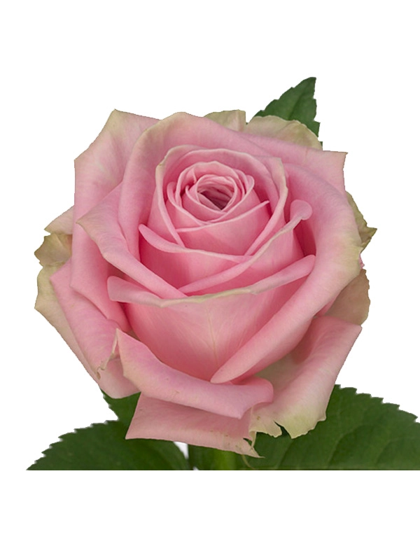 Rose heidi! | Wholesale flowers, plants and supplies Rose heidi!
