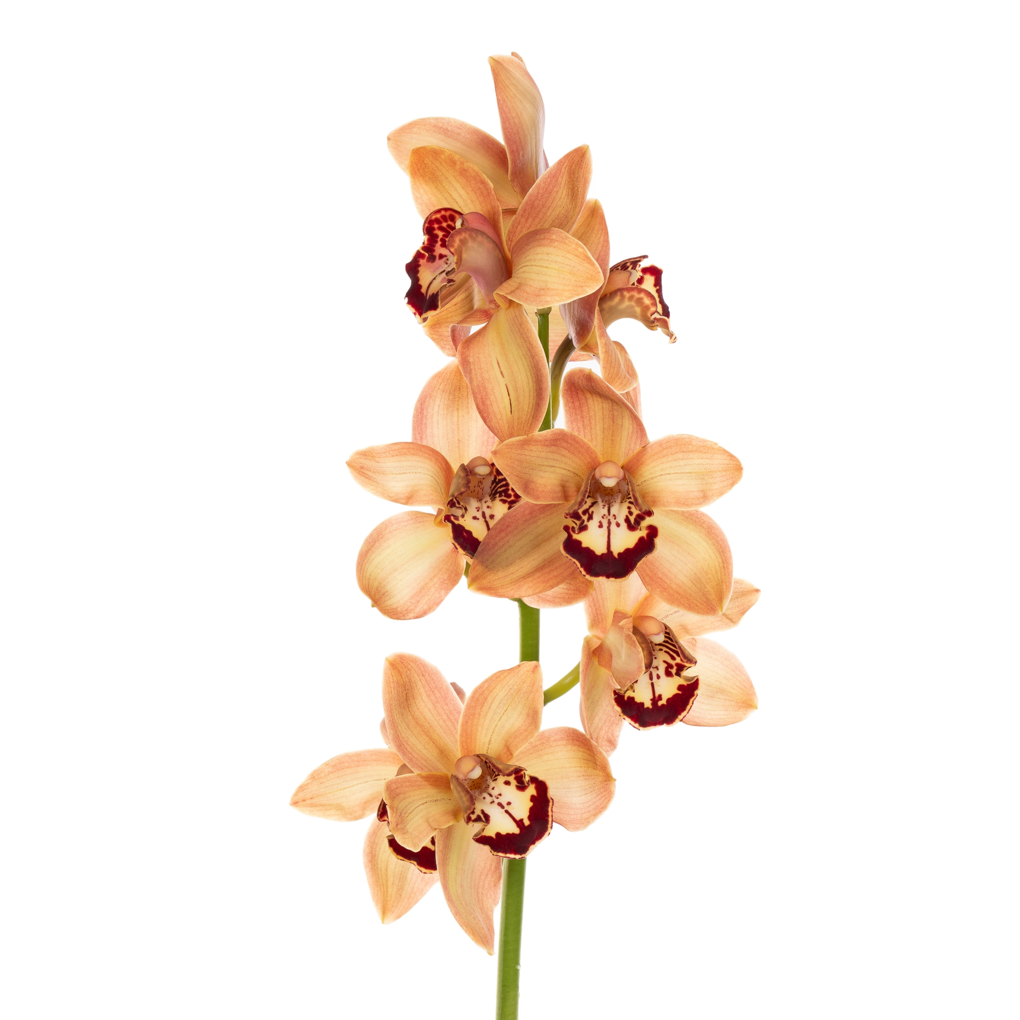 Cymbidium autumn crisp charly brown