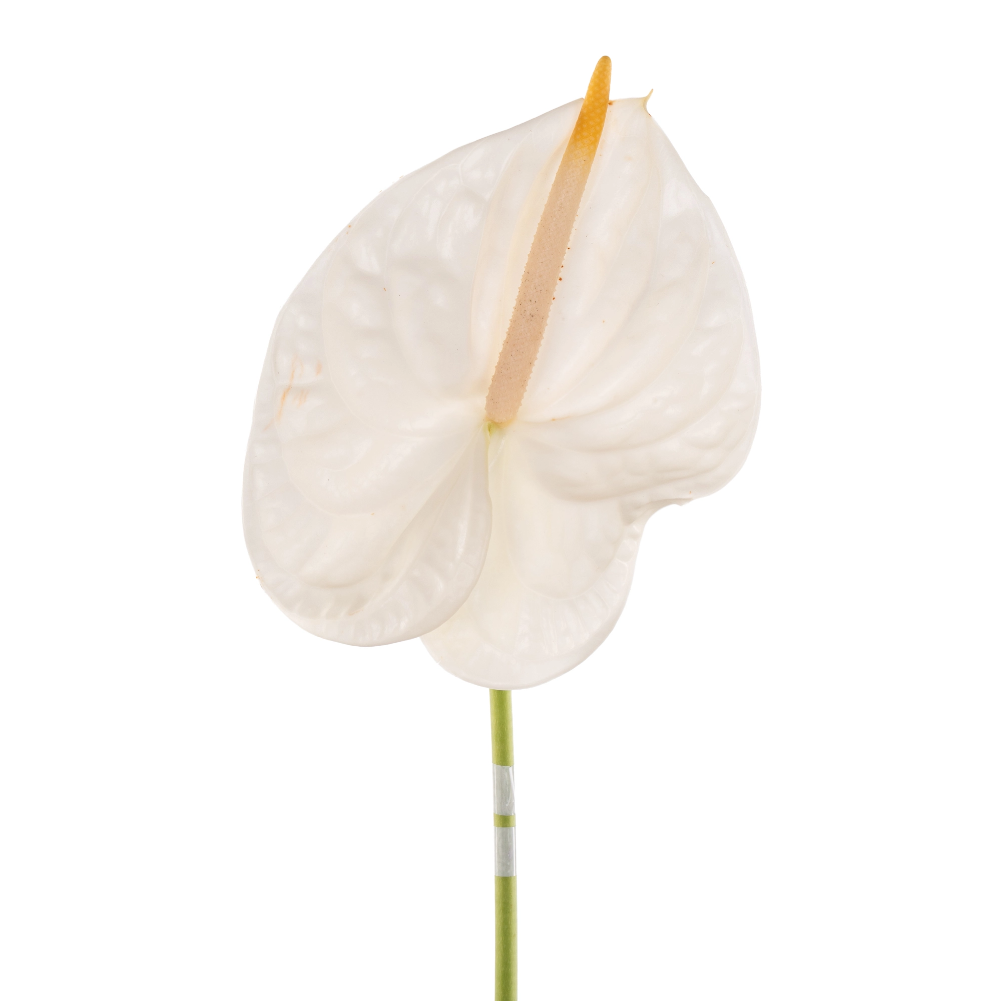 Anthurium acropolis