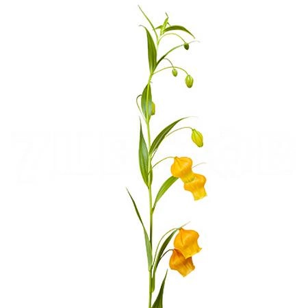 Sandersonia aurantiaca | Wholesale flowers, plants and supplies Sandersonia aurantiaca