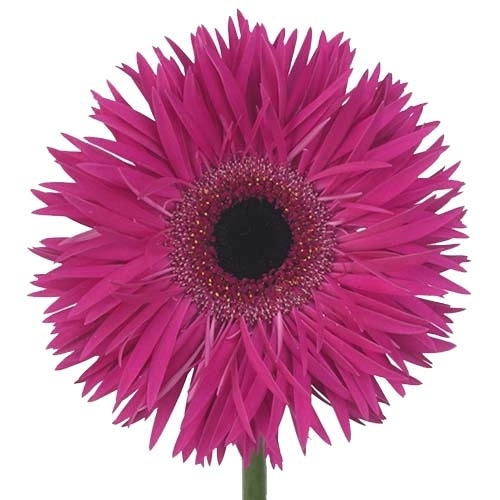 Gerbera renegade