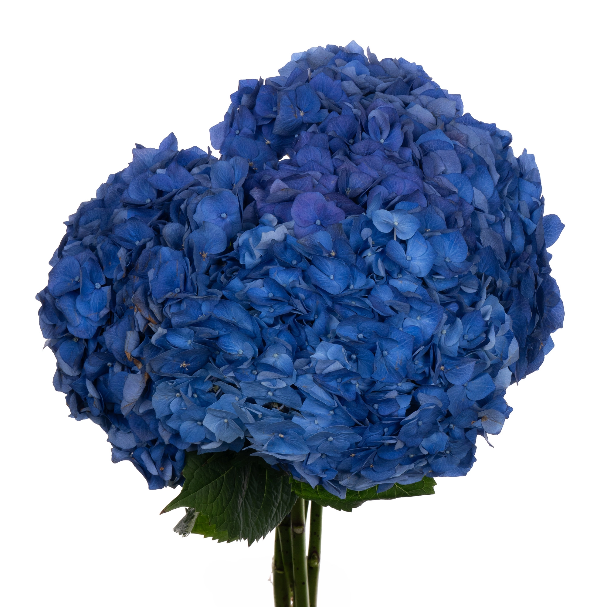 Hydrangea bela blue