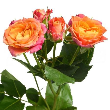Rose spray sonora