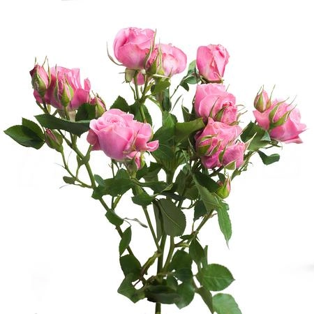 Rose spray eileen