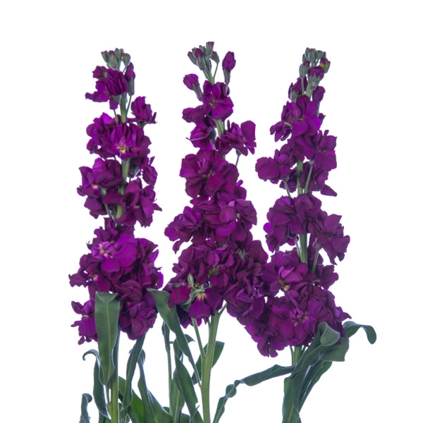 Matthiola radish purple