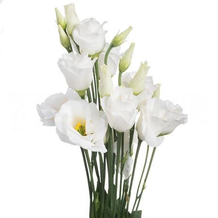 Eustoma double rosita white | Wholesale flowers, plants and supplies Eustoma double rosita white