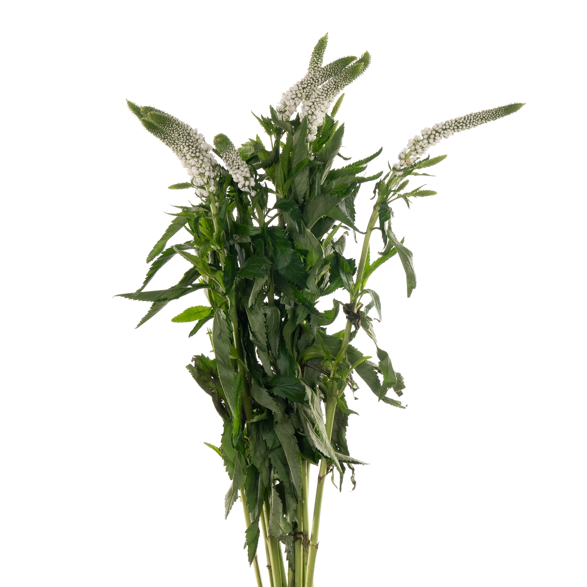Veronica smart luna | Wholesale flowers, plants and supplies Veronica smart luna