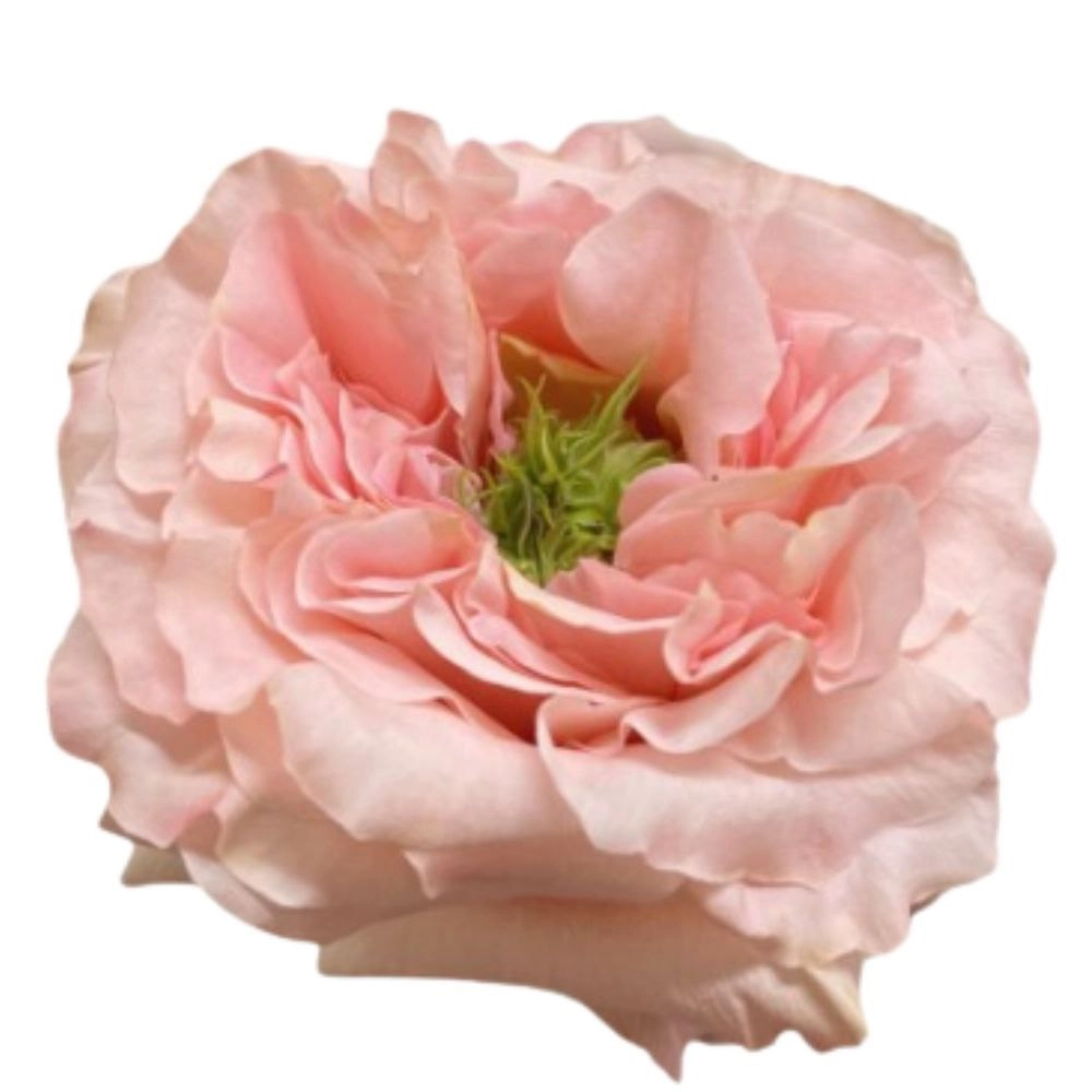 Rose princess crown | Wholesale flowers, plants and supplies Rose princess crown