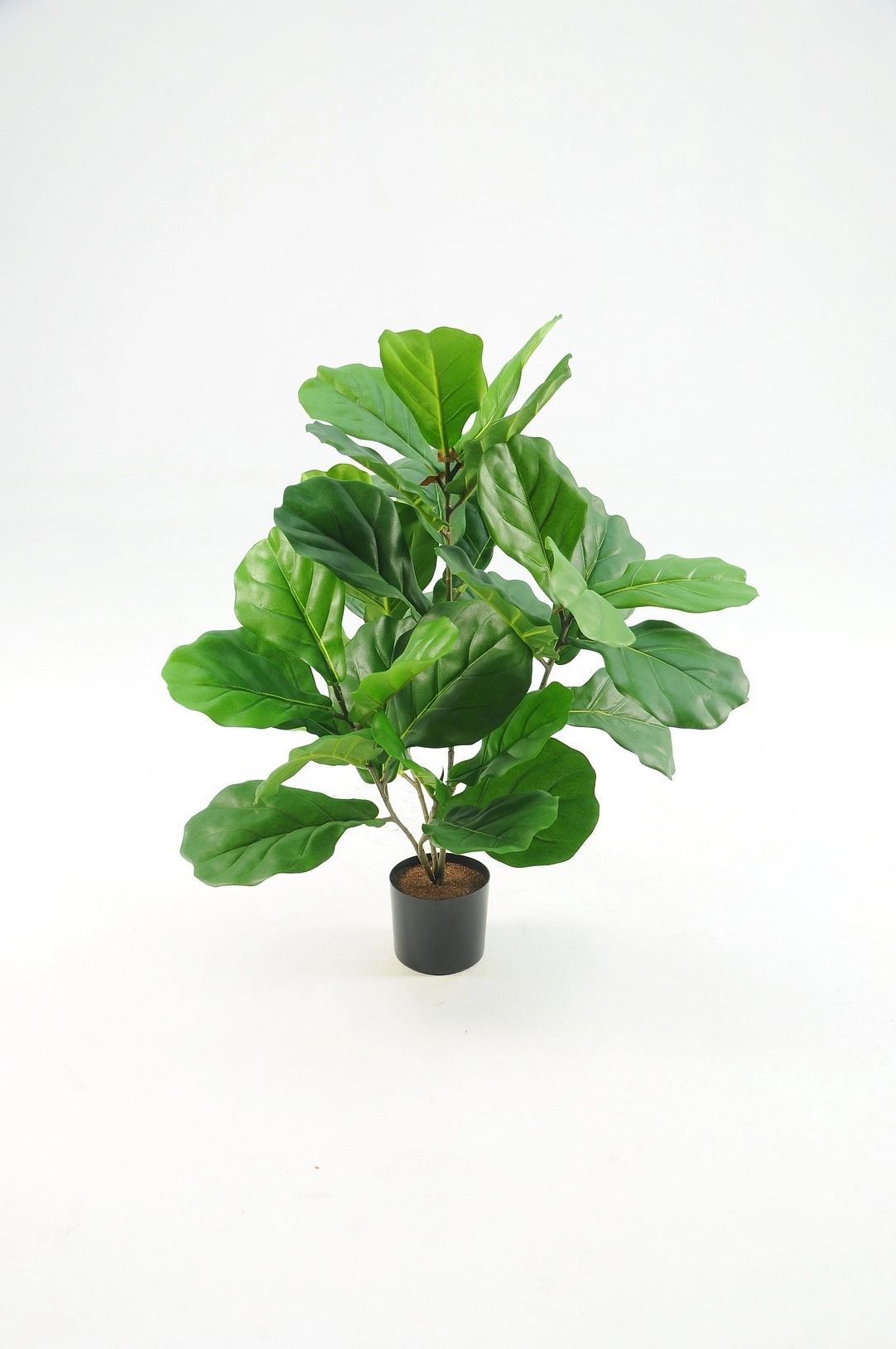 FIDDLE-LEAF FIG POTTED PLANT