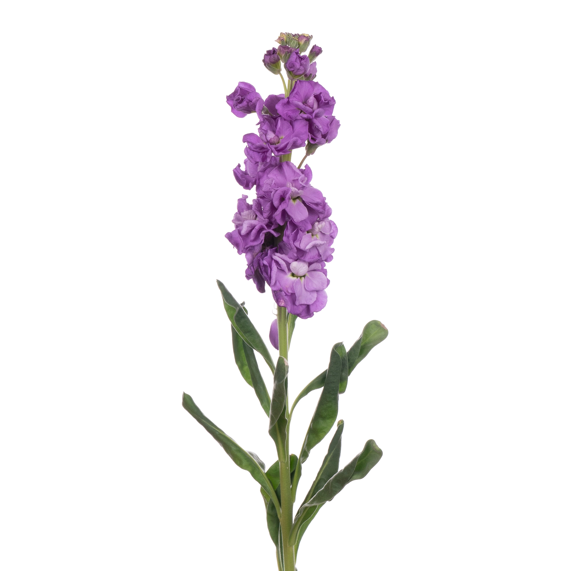 Matthiola lavender