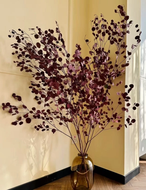Eucalyptus preserved tree burgundy silver dollar | Wholesale flowers, plants and supplies Eucalyptus preserved tree burgundy silver dollar