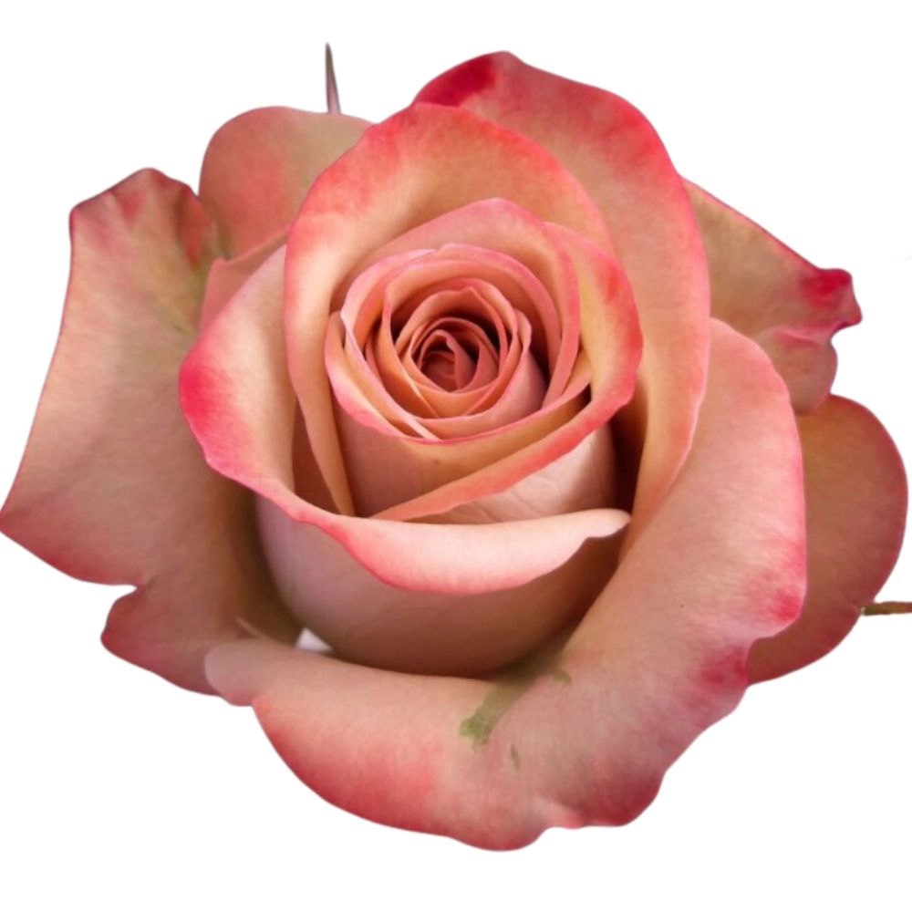 Rose cappuccino | Wholesale flowers, plants and supplies Rose cappuccino