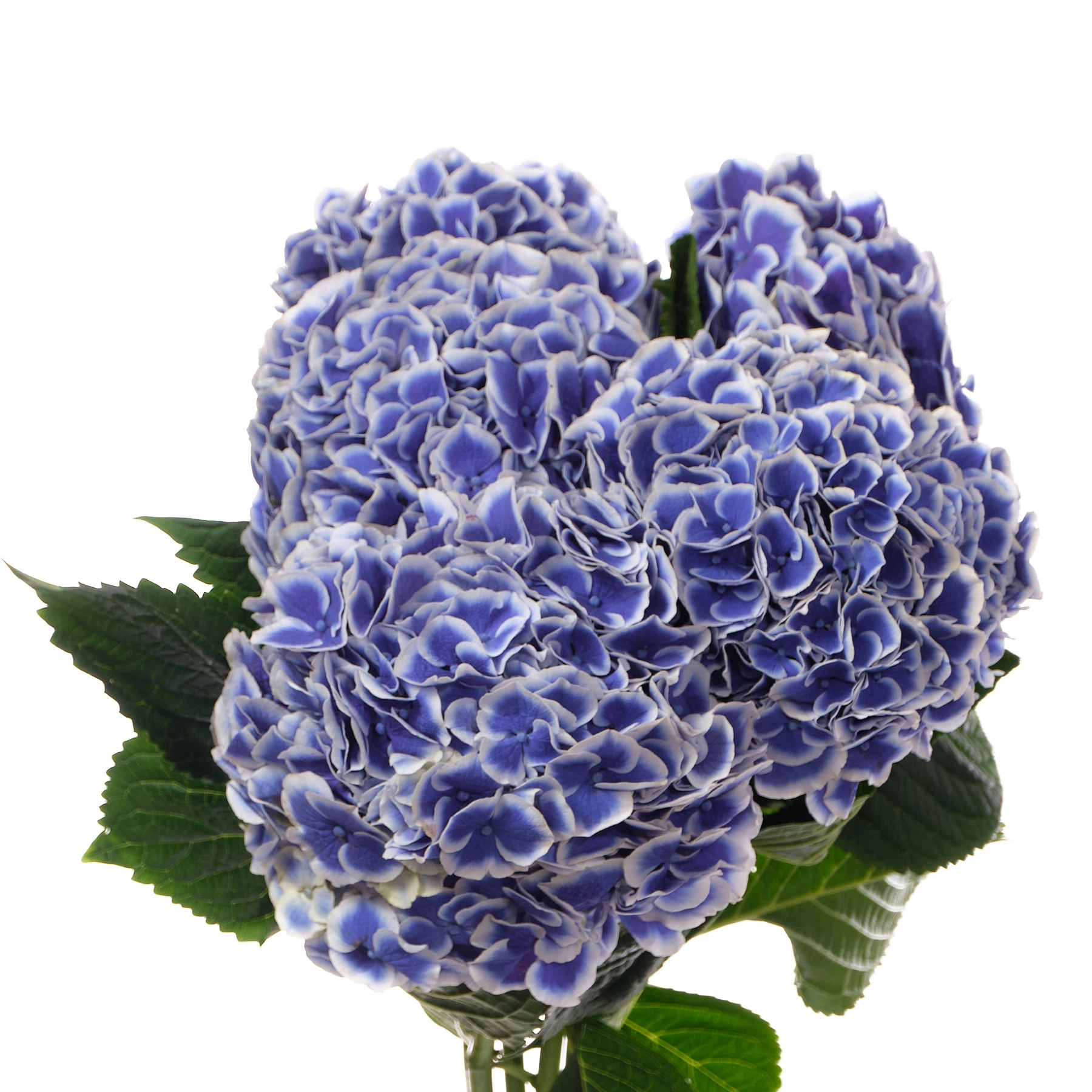 Hydrangea beautensia dali