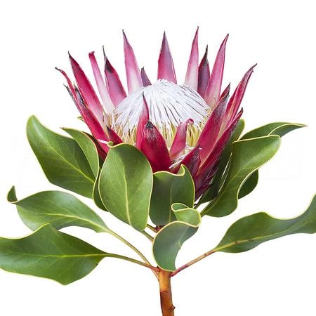Protea king madiba