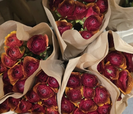 Ranunculus clooney brownie