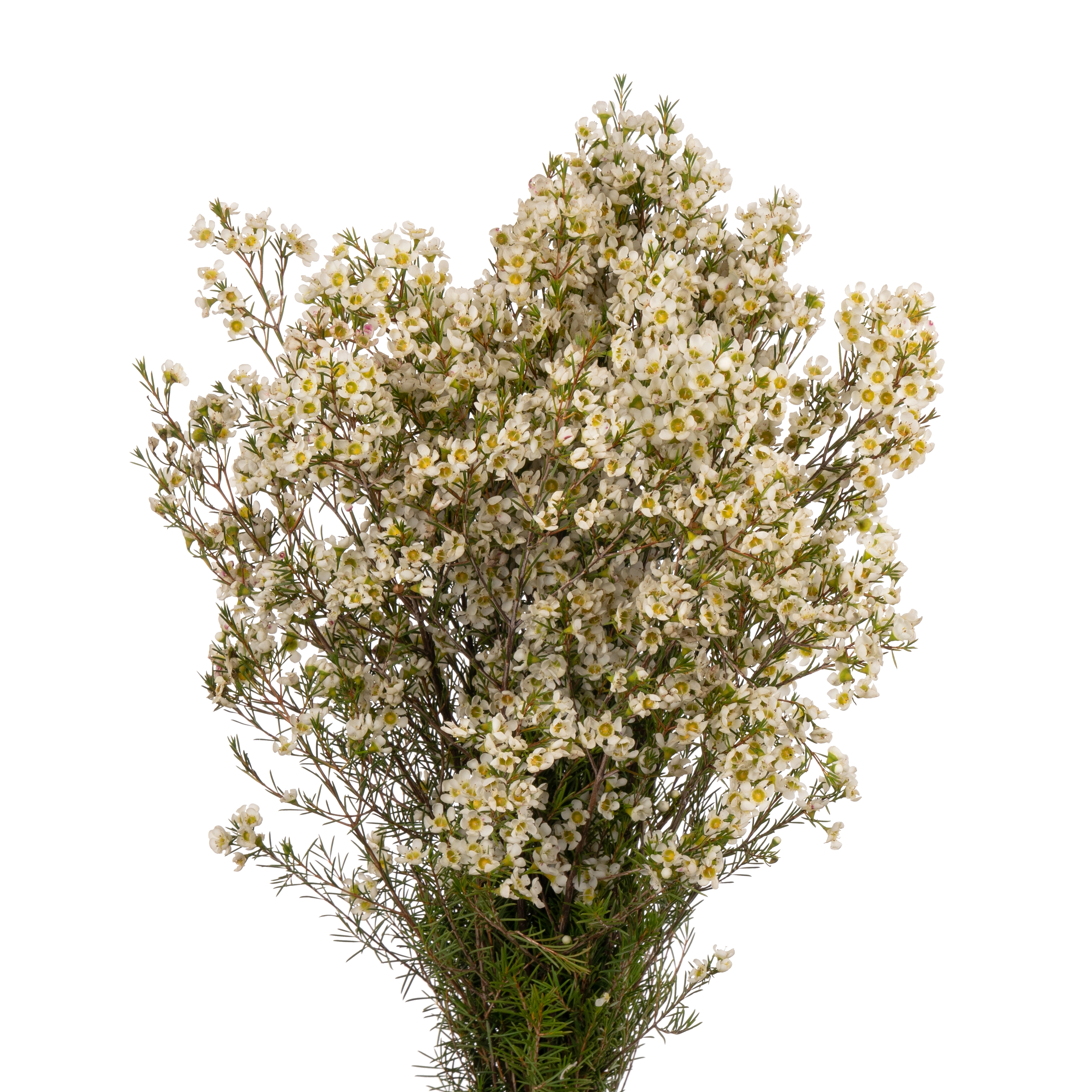 Chamelaucium ivory pearl