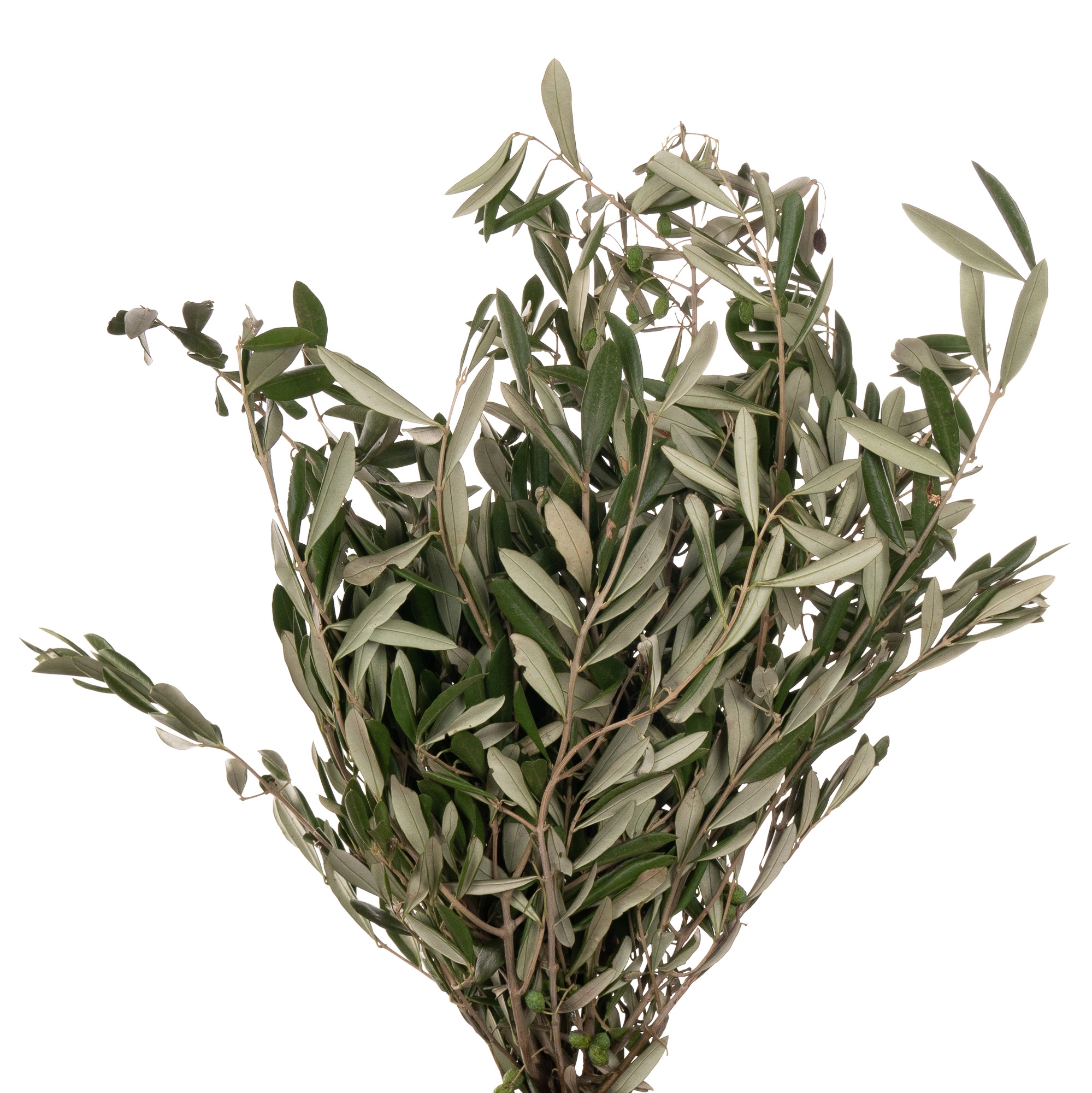 Blad Olive