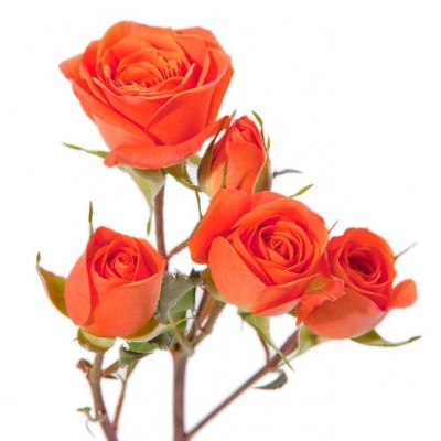 Rose spray orange