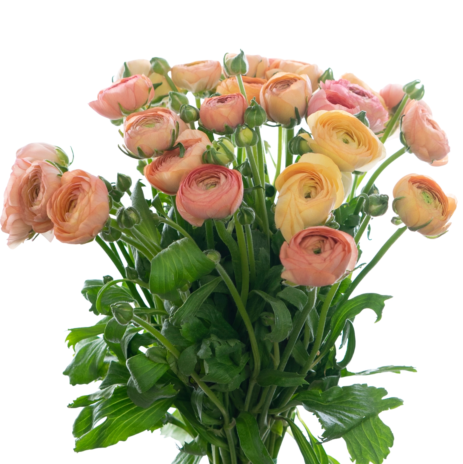 Ranunculus elegance salmon