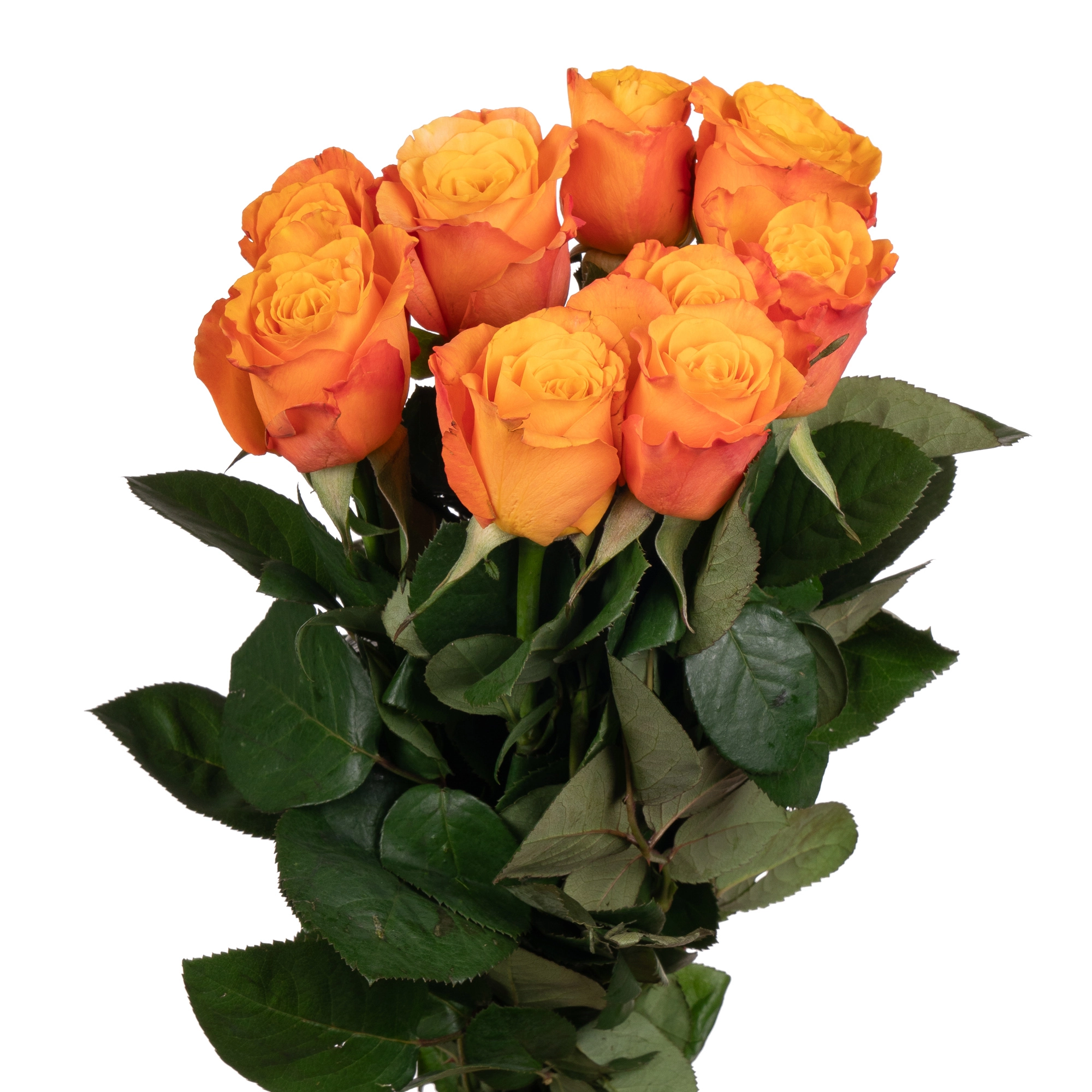 Rose confidential