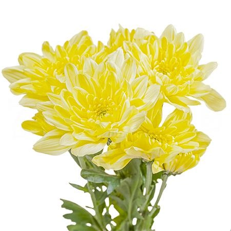 Chrysanthemum spray baltica yellow