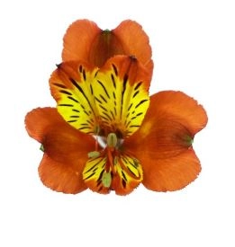 Alstroemeria perfection vivaro