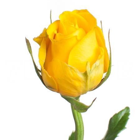 Rose good times | Wholesale flowers, plants and supplies Rose good times