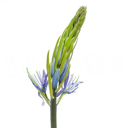 Camassia caerulea