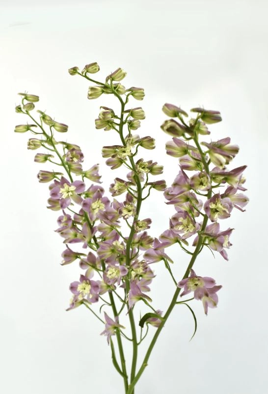 Delphinium trick pink | Wholesale flowers, plants and supplies Delphinium trick pink